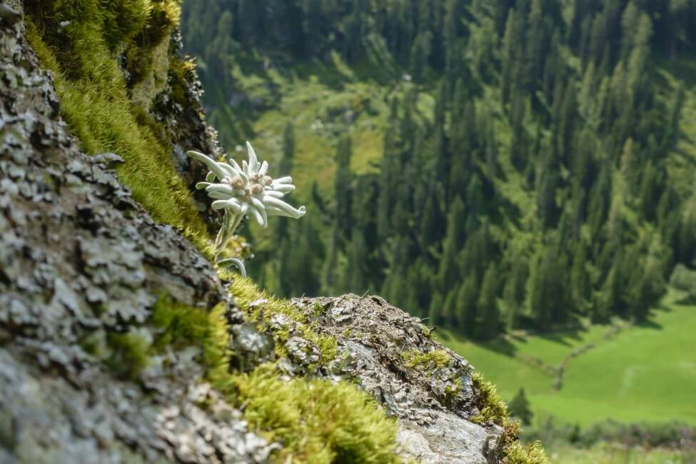 What Regions Are Edelweiss Flowers Native To