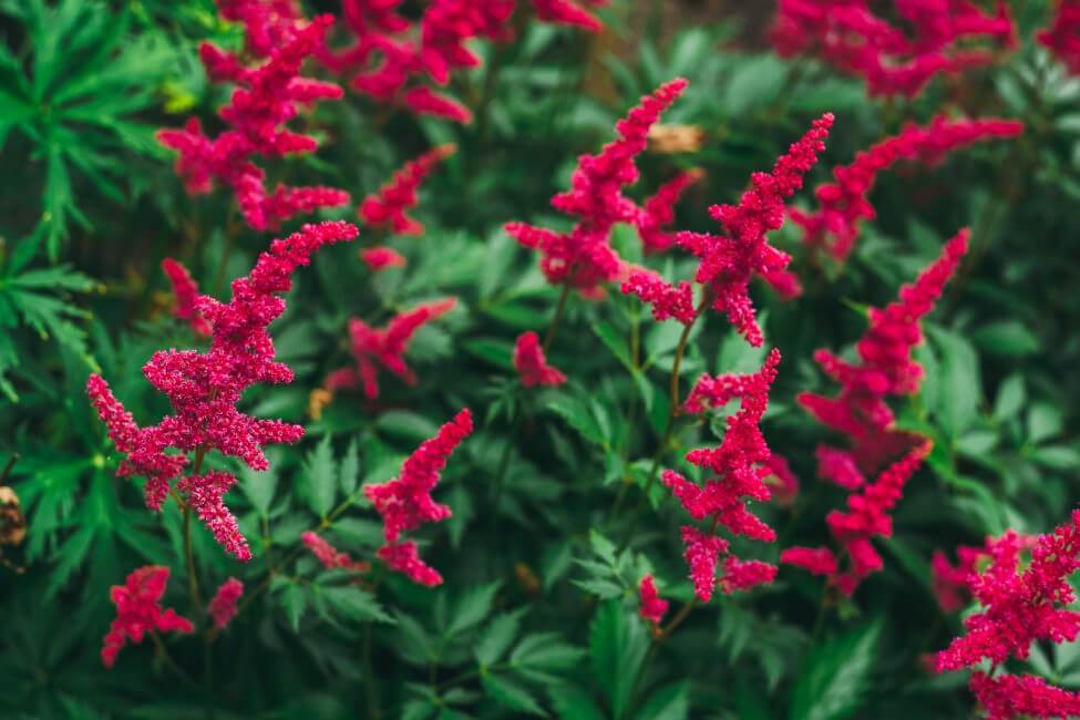 What Regions are Astilbe Flowers Native To?