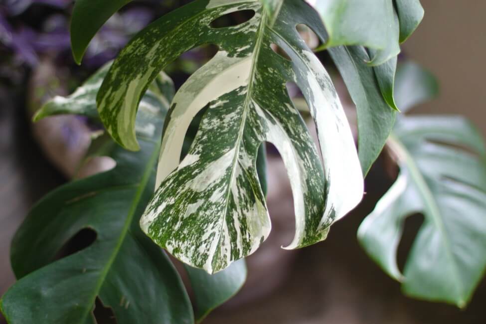 Where Can You Buy a Variegated Monstera