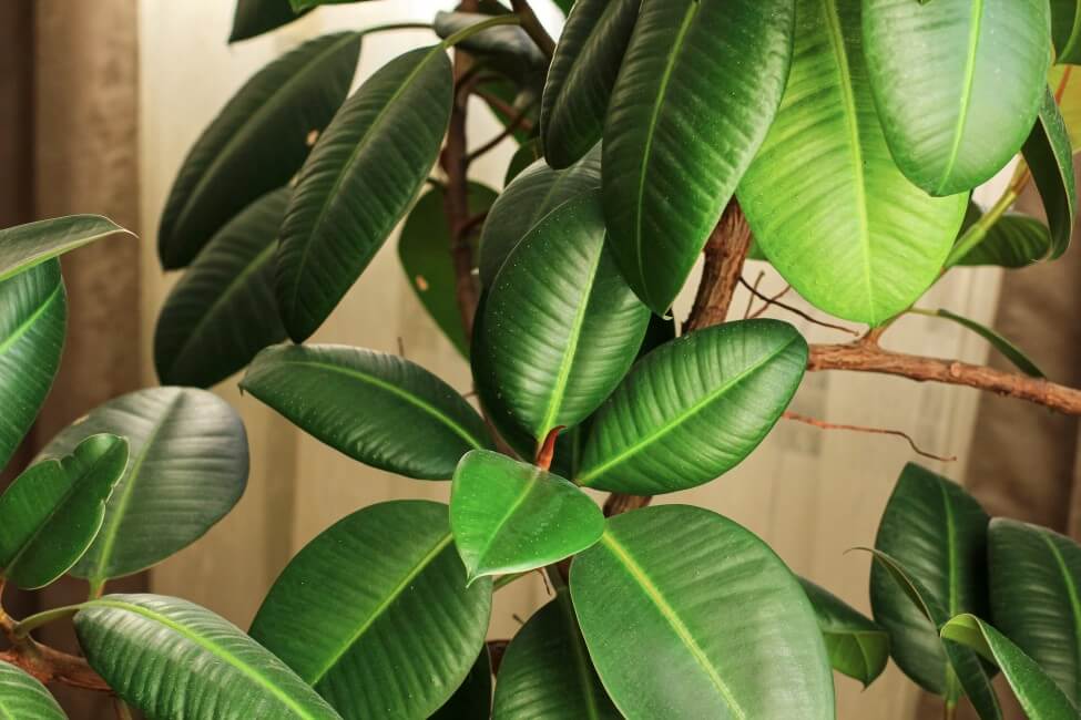 Why Rubber Tree Plants Need Well-Draining Potting Soil