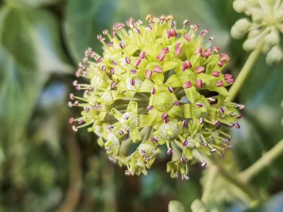 About Ivy Plants