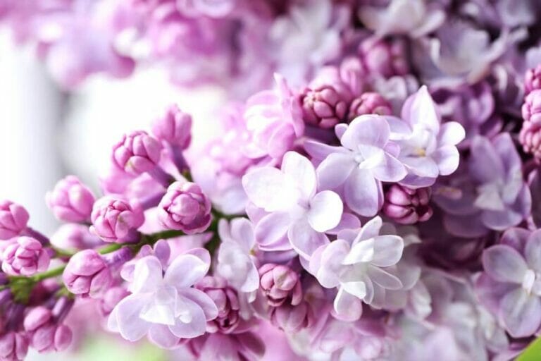 Ultimate Guide to Lilac Flower Meaning, Symbolism, and Uses Petal