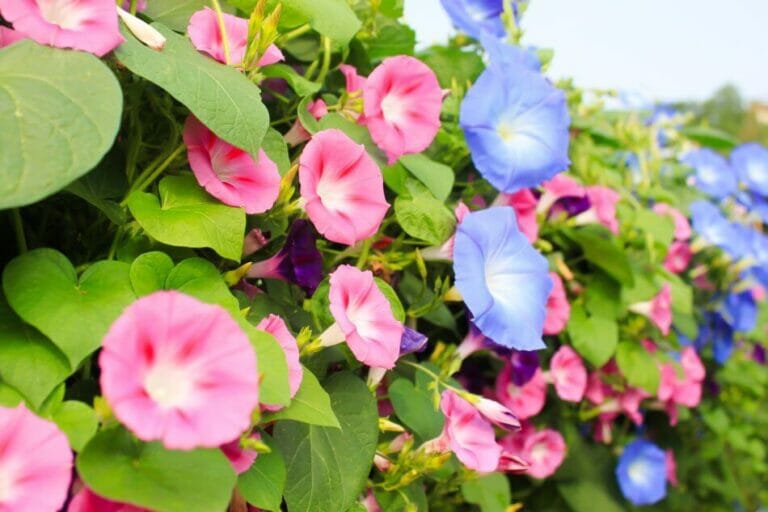 Morning Glory Flower Meaning, Symbolism, Myths, Folklore, and Cultural