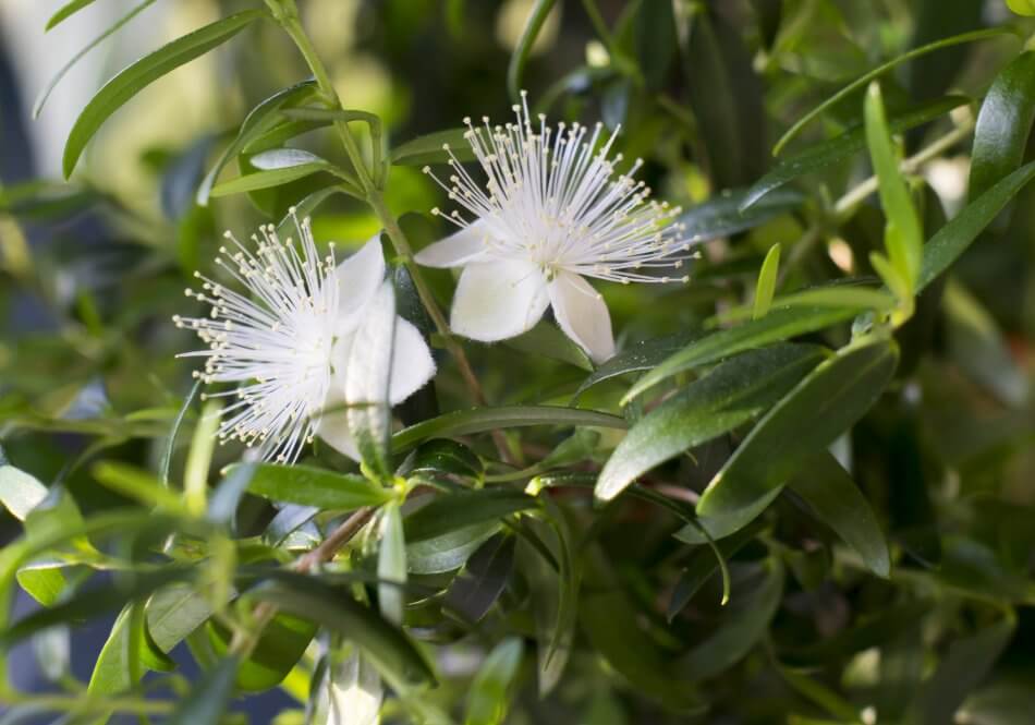 About Myrtle Plants