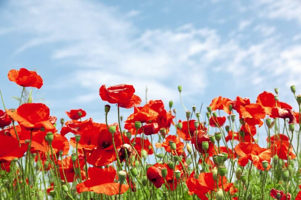 blue poppy flower meaning