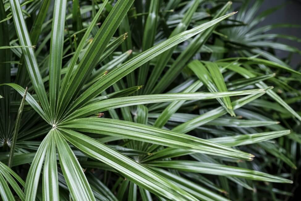 Broadleaf Lady Palm (Rhapis excelsa) Care