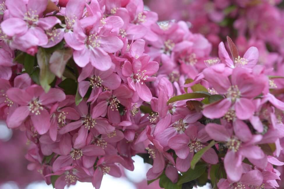 Crabapple Blossom (Malus) Pink Flowers