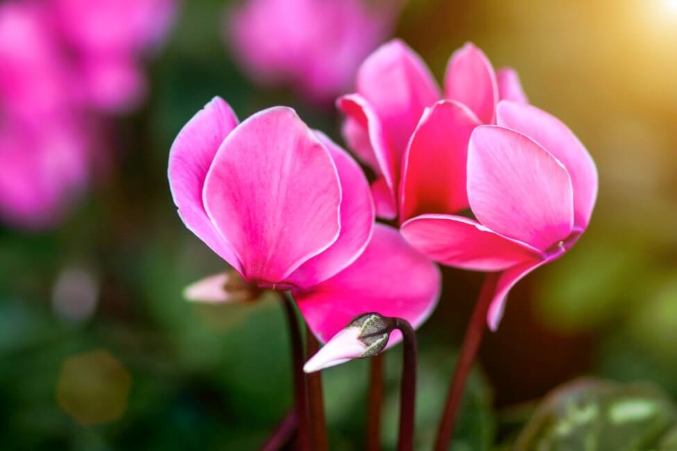 Cyclamen (Cyclamen) Pink Flowers