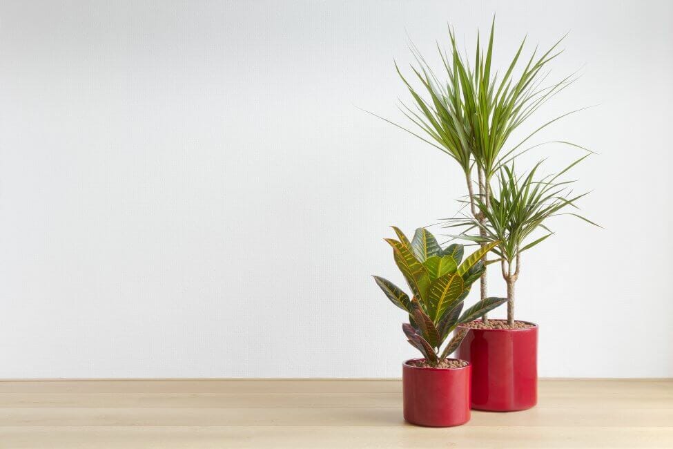 Dracaena Plants for Sale at Etsy