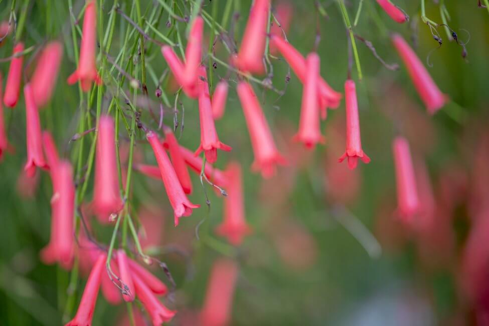 Firecracker Flower (Crossandra infundibuliformis)