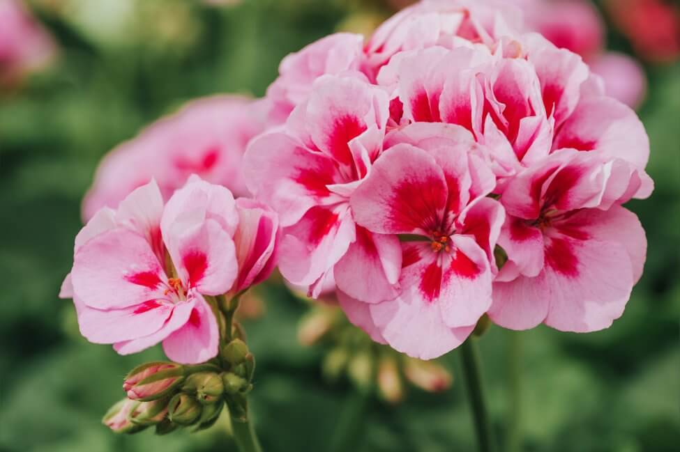 Geranium/Cranesbill (Geranium)