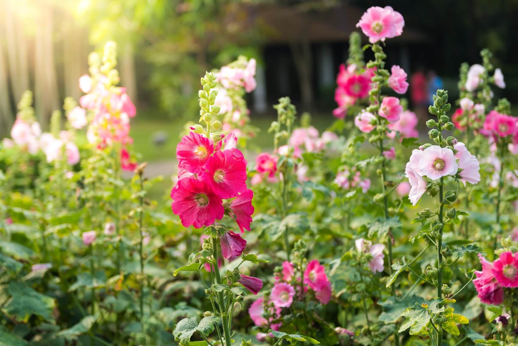 Hollyhock Flower Meaning, Popular Types, and Uses