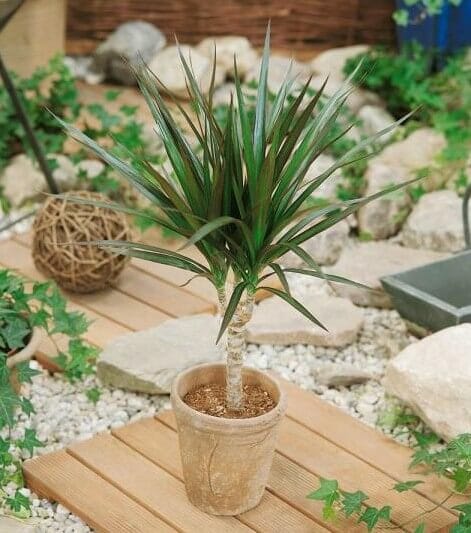 Home Depot Dracaena Plants for Sale