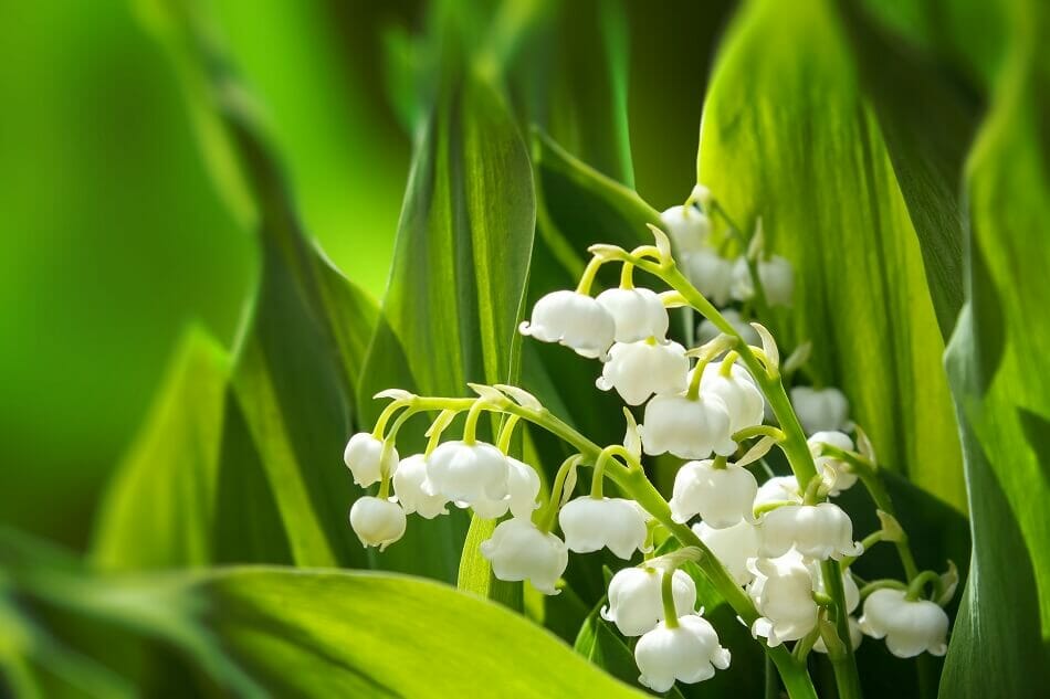 Birth Flower for May: Lily of the Valley