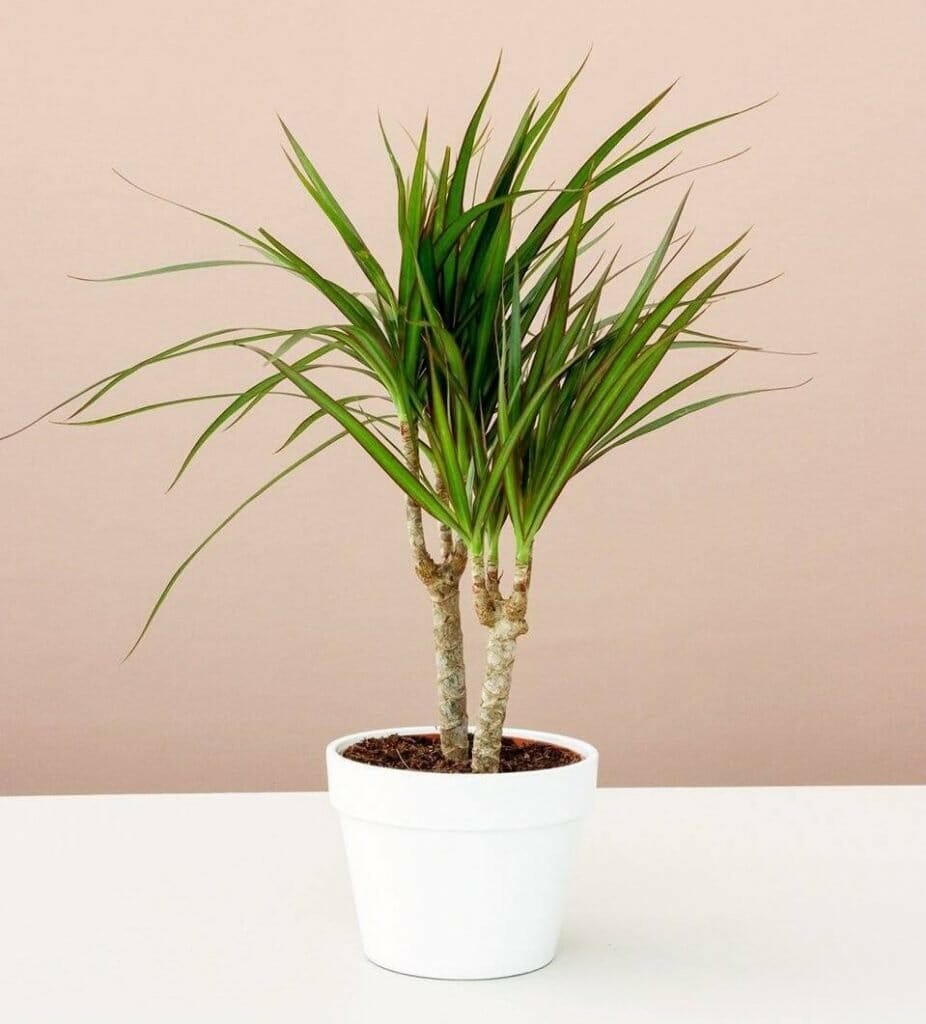 Lively Root Dracaena Plants for Sale