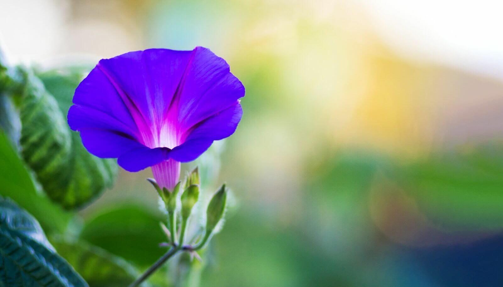 Morning Glory Flower Meaning, Symbolism, and Uses