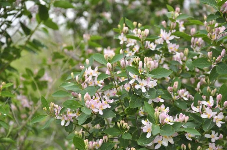 The Sweet Allure Of Honeysuckle Meanings Symbolism And Cultural