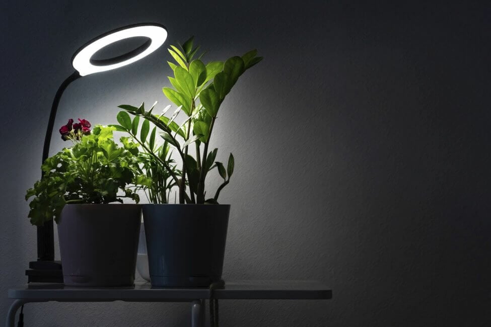 Two houseplants next to an artificial light source in a very dark room