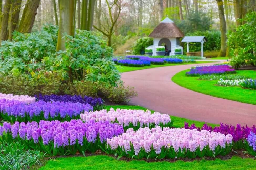 Popular Hyacinth Types, Species, and Cultivars
