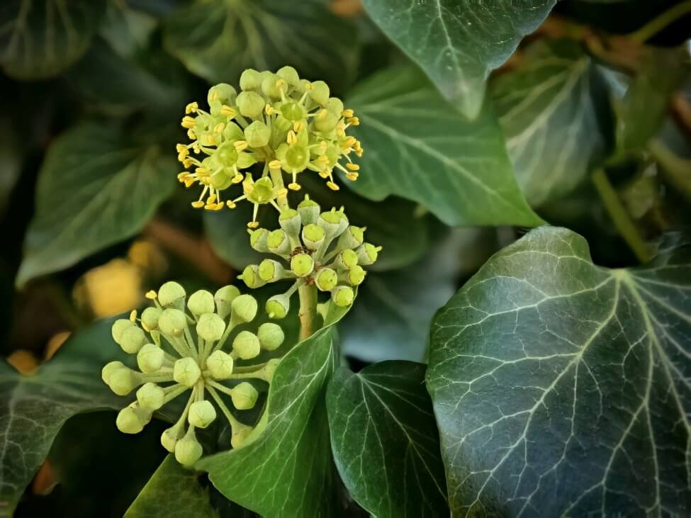 Ultimate Guide To Ivy Flower Meaning Types And Uses Petal Republic ultimate-guide-to-ivy-flower-meaning-types-and-uses-petal-republic