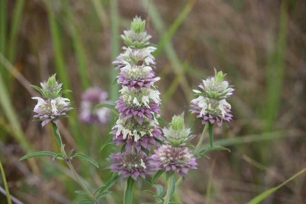 Popular Lemon Balm Types, Species, and Cultivars