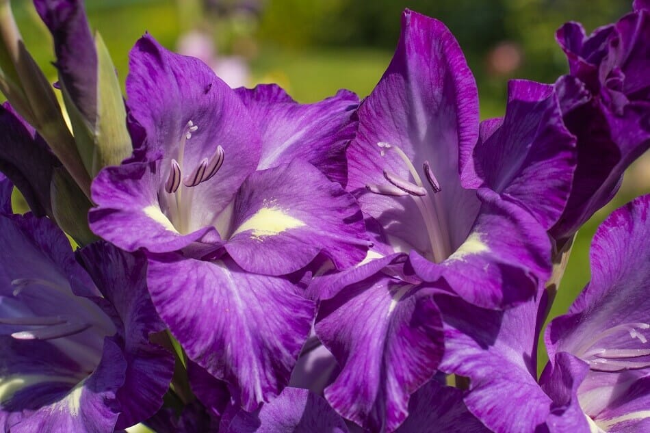 Purple Gladiolus flower meaning and symbolism