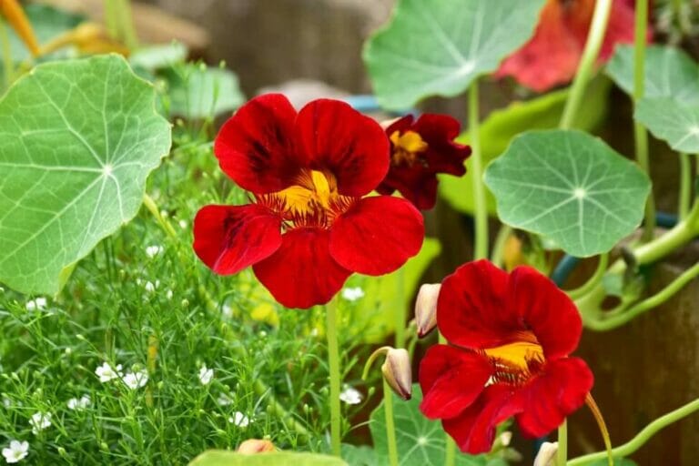 Nasturtium Symbolism What These Vibrant Blooms Represent Petal Republic
