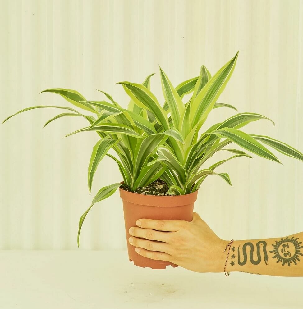 Rooted Dracaena Plants for Sale