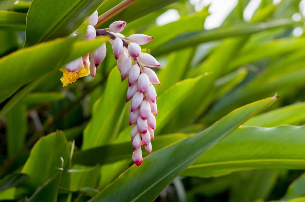 Shell Ginger (Alpinia)