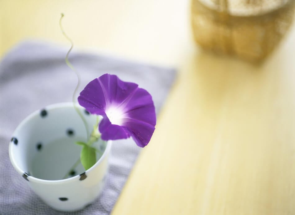 A single purple morning glory flower composed in a cup