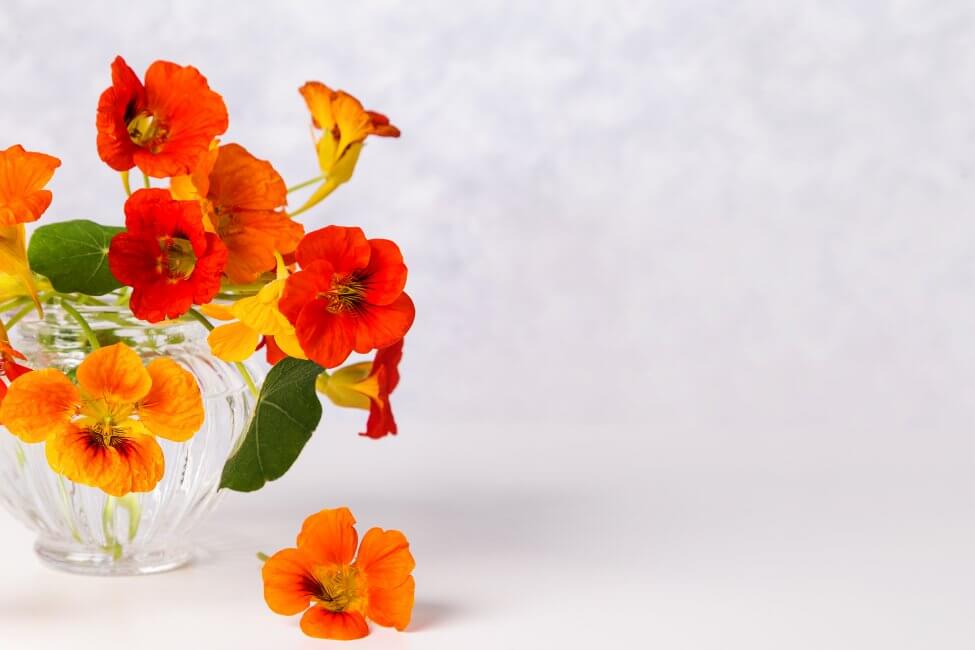 A vase arrangement filled with red and orange Nasturtium