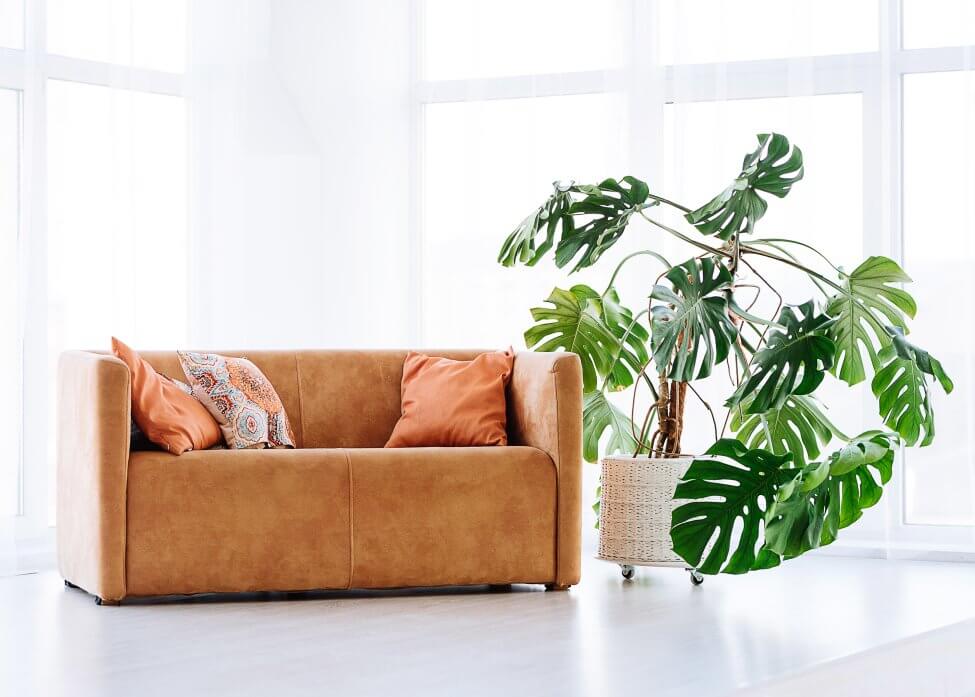 The Best Fertilizer for Monstera Plants