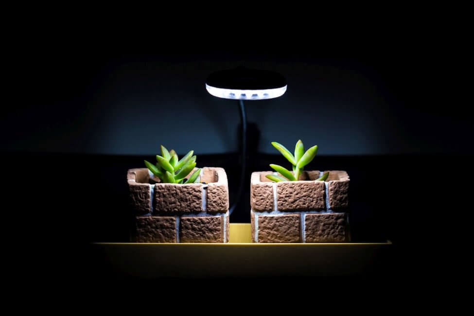 Two small succulent plants growing under a grow lamp in a very dark room