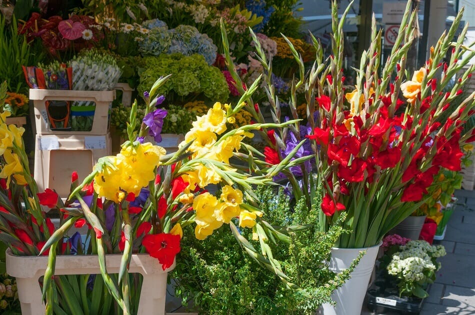 Tips to Consider when buying gladiolus flowers