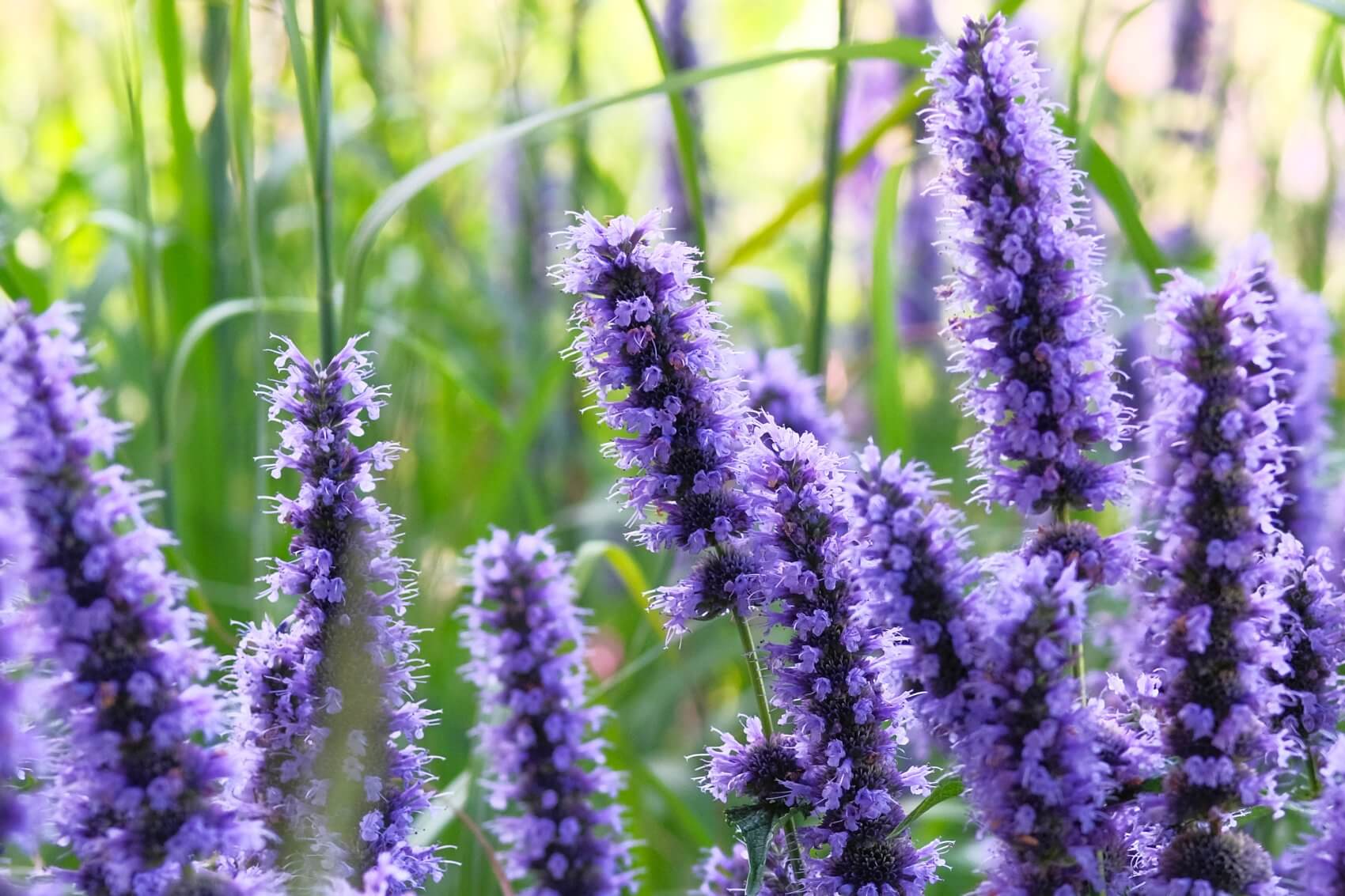 Ultimate Guide to Hyssop Flower Meaning, Types, and Uses