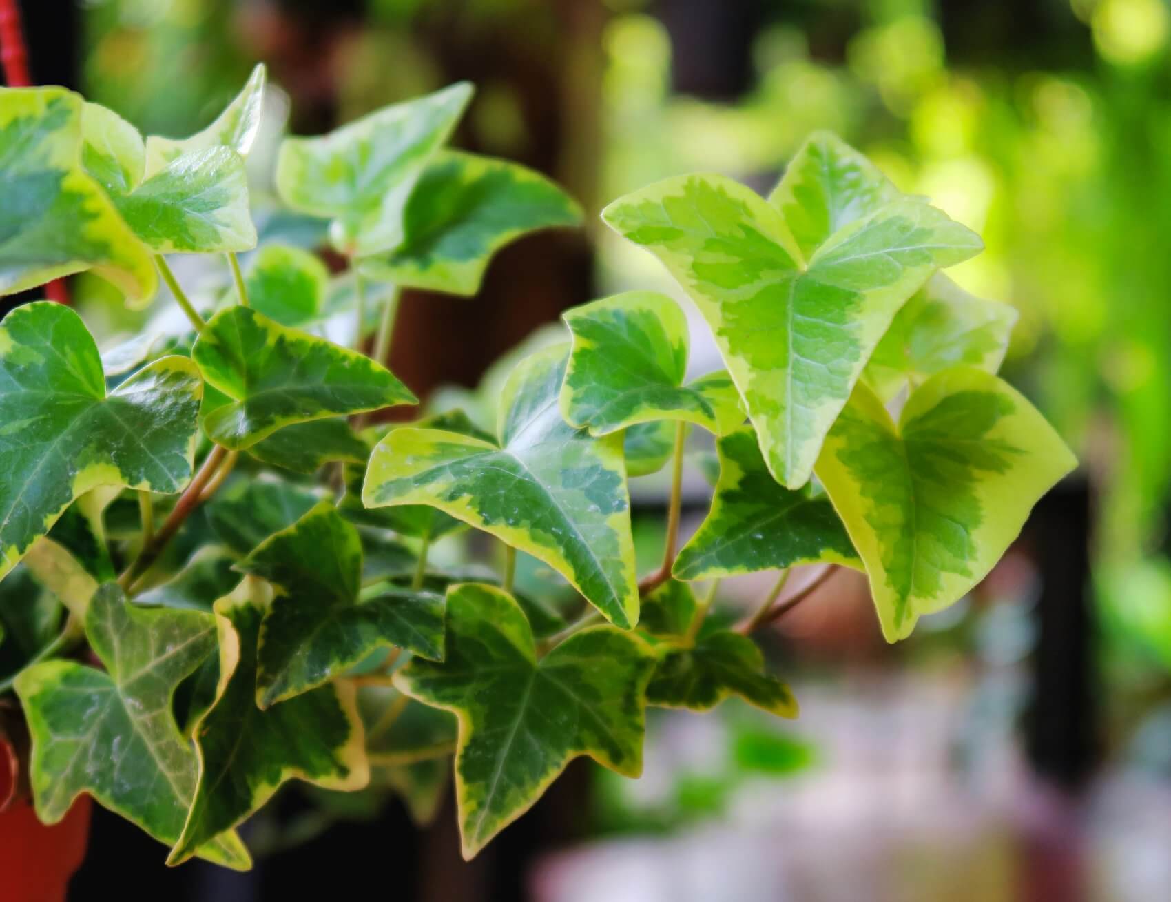 English Ivy Symbolism, Traditions, and Mythology