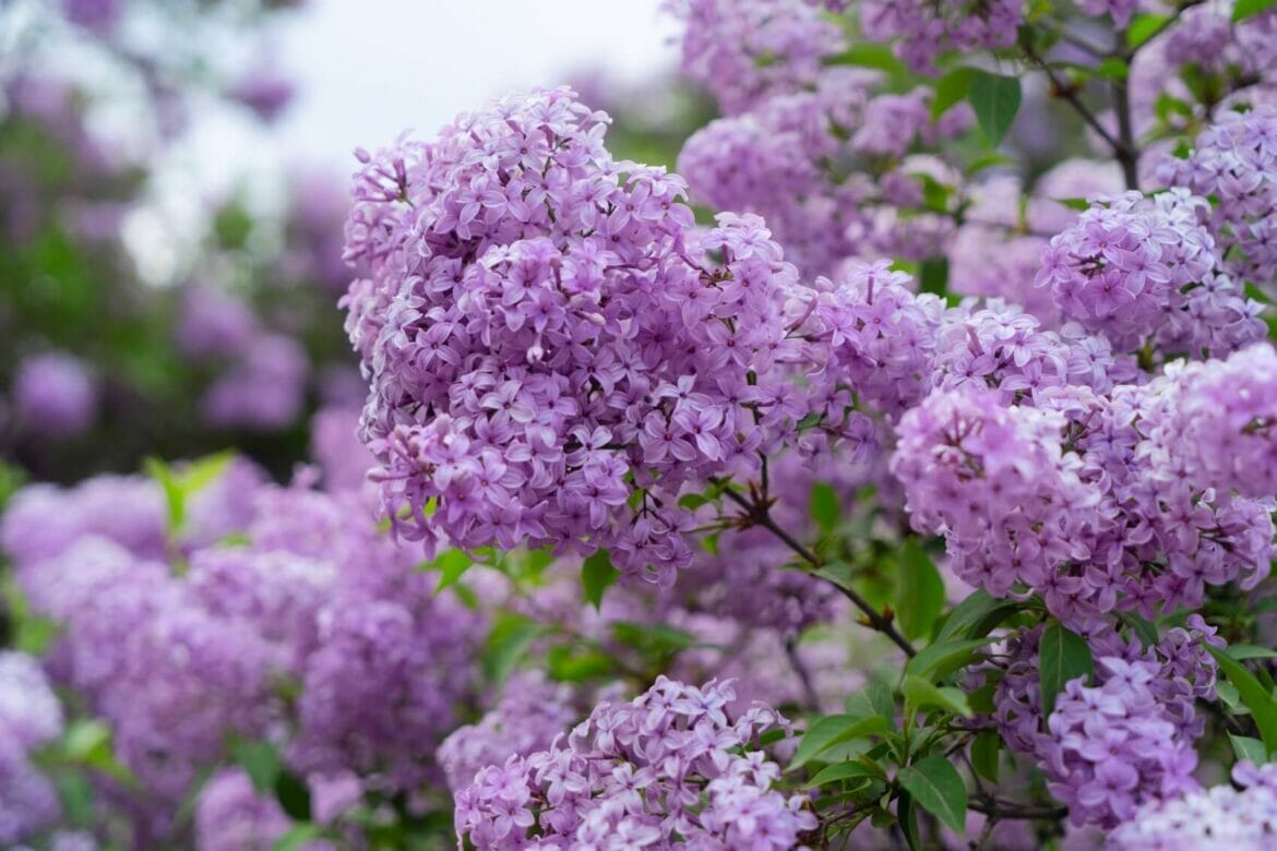 Lilac blossoms exploring their historical meanings significance