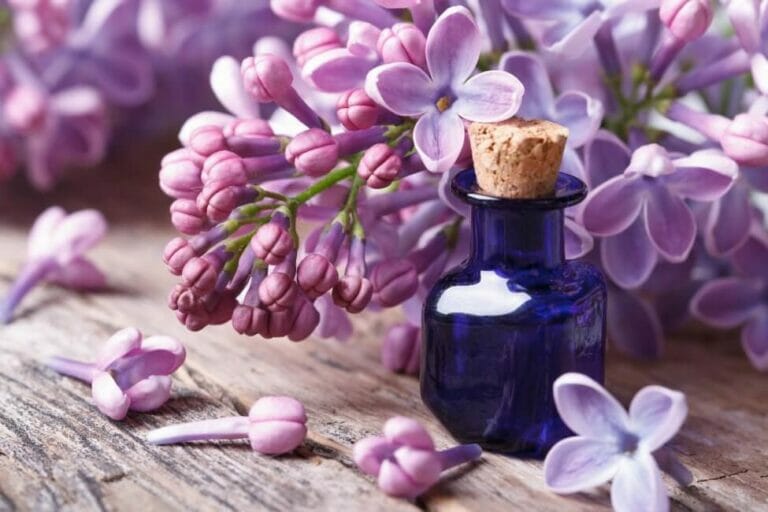 Ultimate Guide to Lilac Flower Meaning, Symbolism, and Uses Petal