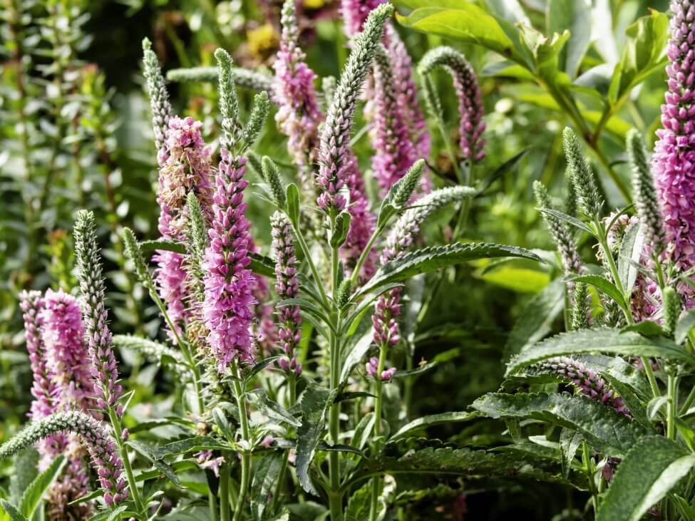 Veronica Spicata (Veronica Spicata)