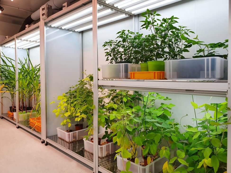 A variety of small and large plants growing under artificial light indoors