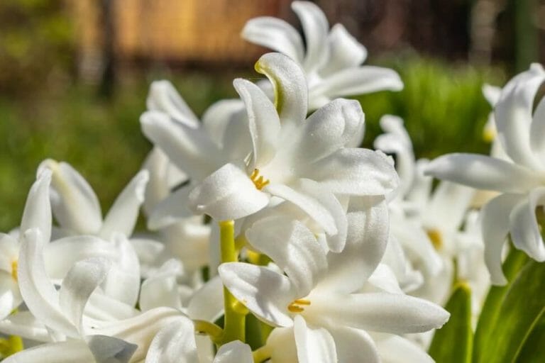 Hyacinth Flower Meanings, Myths, and Floral Symbolism Petal Republic