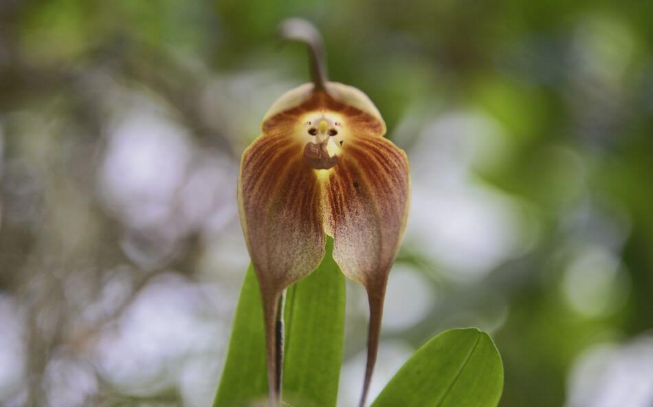 About Monkey Orchids