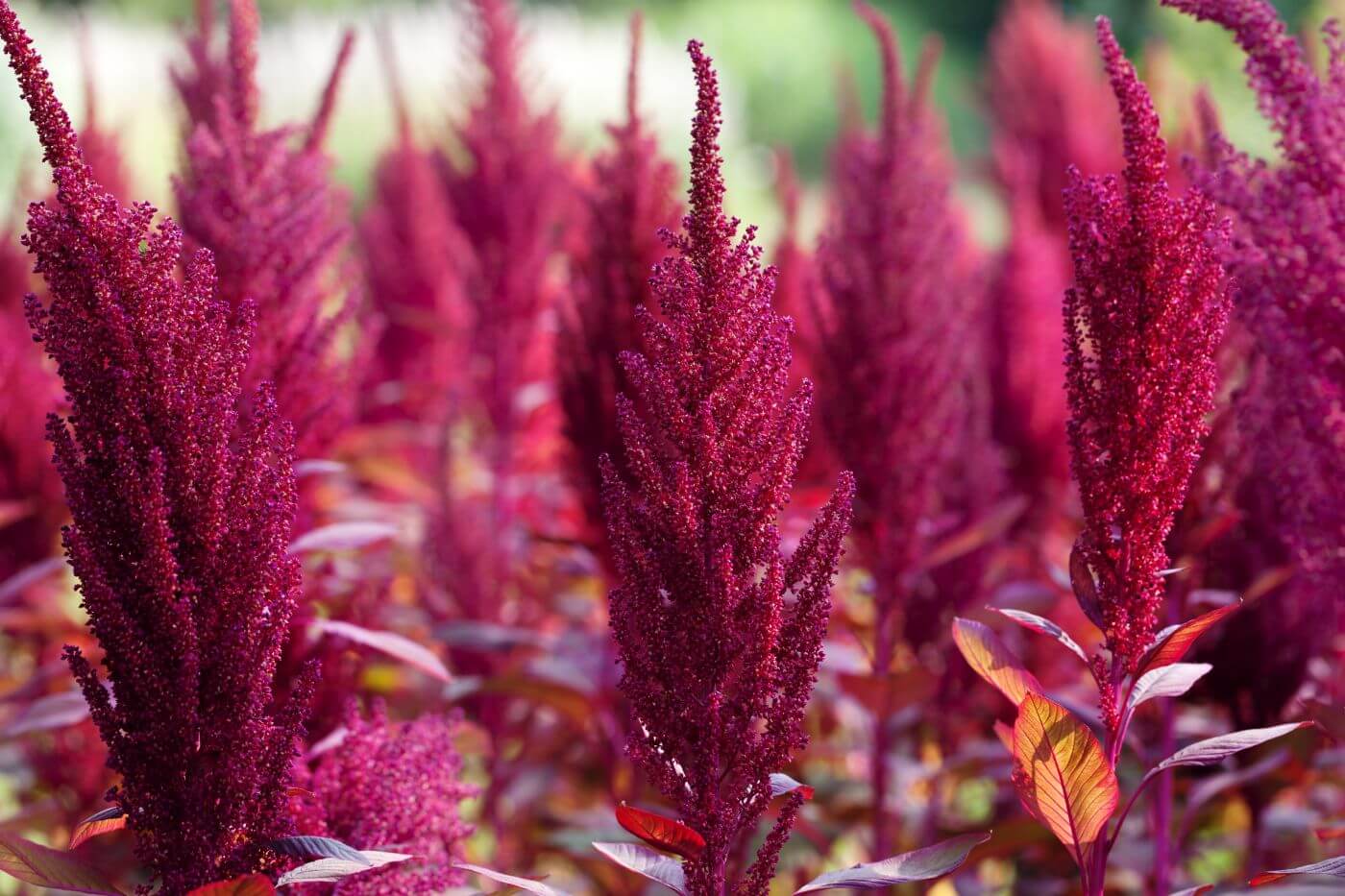 Amaranth Als Beilage Grundrezept Rezepte Suchen Amaranth Als Beilage Grundrezept Rezepte Suchen