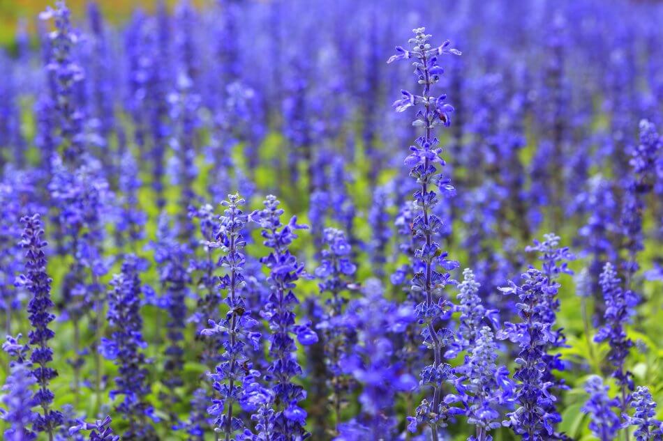 Blue Salvia Flower Meaning – “Thinking of you”