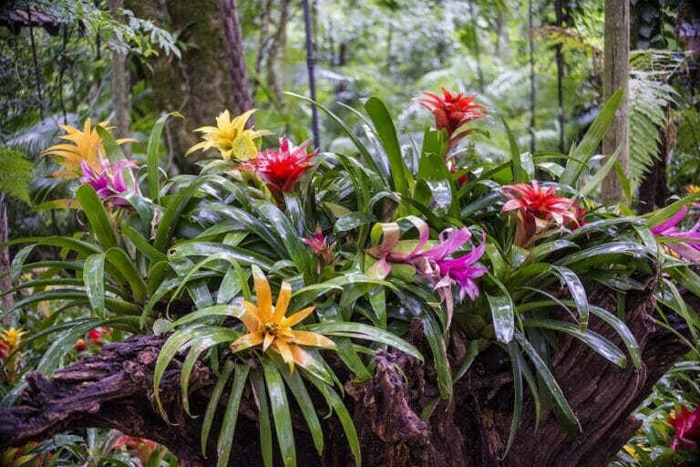 The Best Soil Mix for Bromeliad Plants to Thrive Petal Republic
