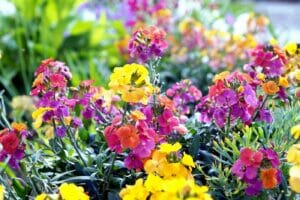 Everything You Need to Know About Wallflowers