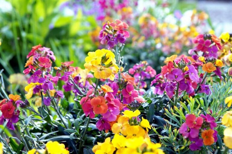 Everything You Need to Know About Wallflowers