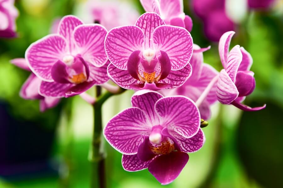 Phalaenopsis Orchid Care at Home: Your Complete Guide - Petal Republic