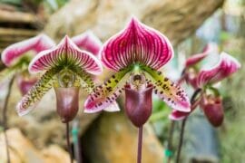 Calceolate 45 Types of Orchids With Pictures and Care Tips - Petal Republic
