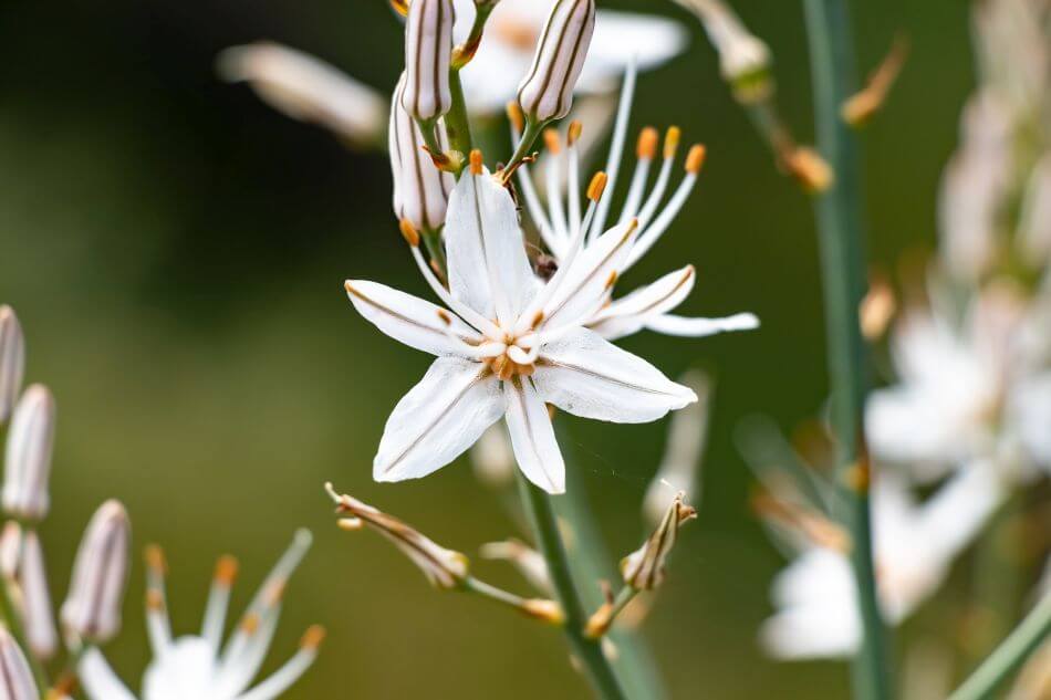 Popular Asphodel Types, Species, and Cultivars